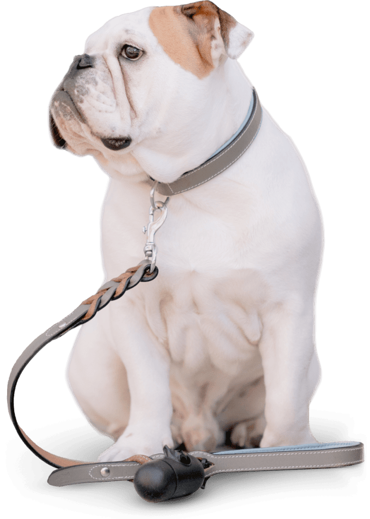 dog-walker-15-730x1024